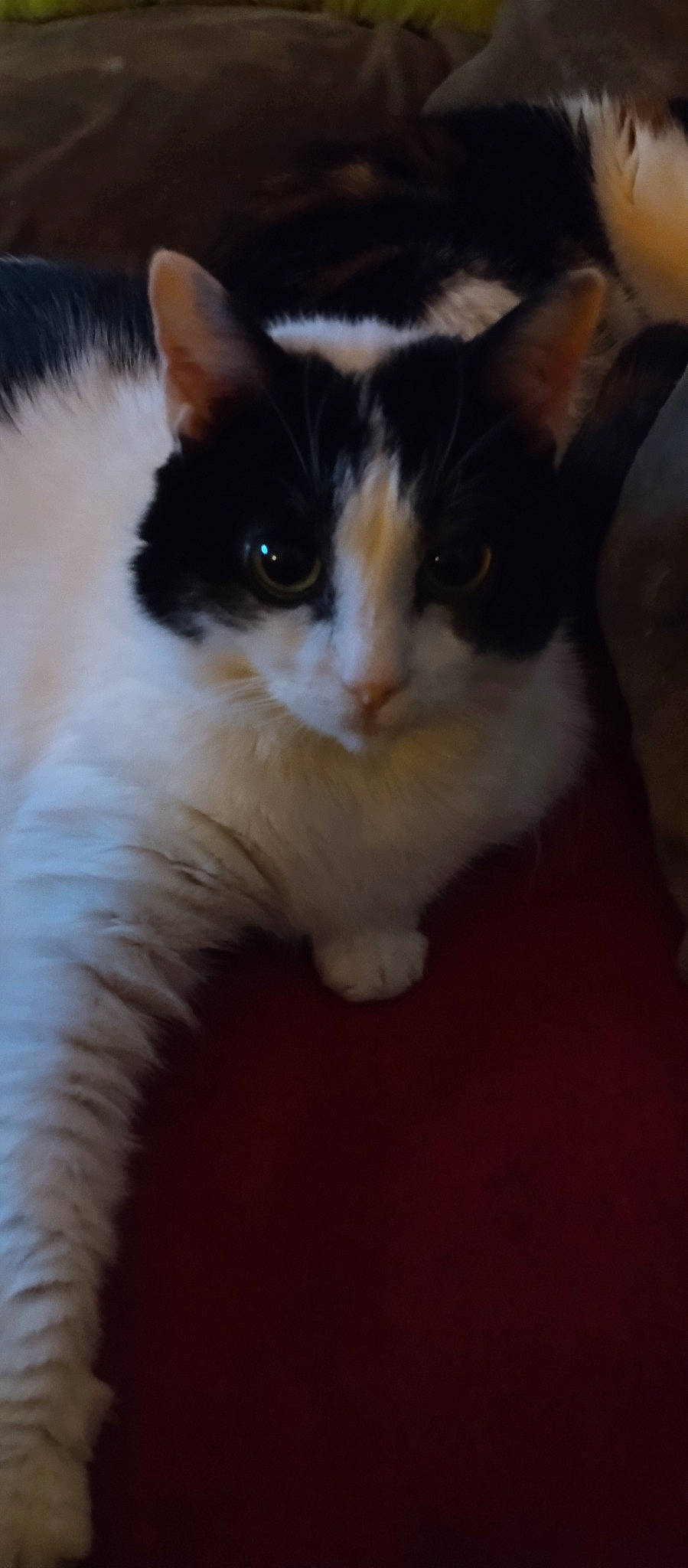 Choupette a rejoint le concours — aidez-le/la à gagner de superbes lots ! carnivore, cat, domestic_short_haired_cat, eye, felidae, flooring, fur, paw, small_to_medium_sized_cats, snout, tail, whiskers