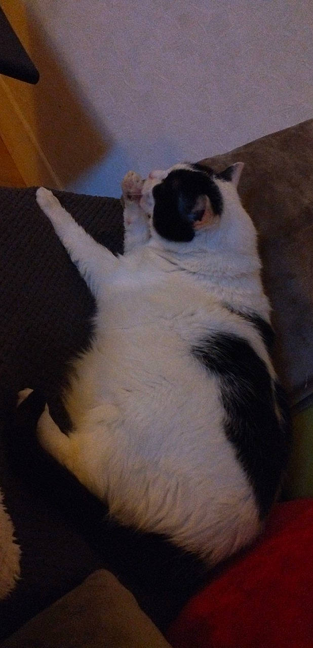 Choupette participe au concours pour gagner de l'argent avec cette photo : canidae, carnivore, cat, comfort, companion_dog, dog_breed, domestic_short_haired_cat, fawn, felidae, flooring, fur, hardwood, paw, small_to_medium_sized_cats, snout, sporting_group, tail, terrestrial_animal, whiskers, wood