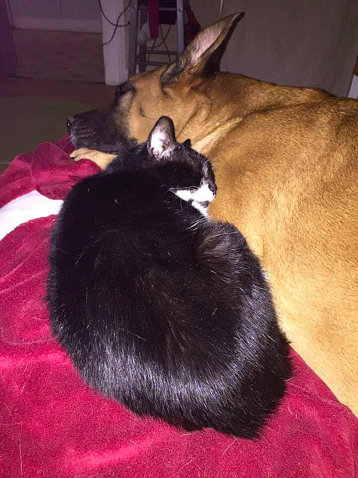 Inox participe au concours pour gagner de l'argent avec cette photo : black_cat, canidae, carnivore, cat, comfort, dog_breed, domestic_short_haired_cat, ear, felidae, fur, head, lap, linens, mammal, nap, paw, small_to_medium_sized_cats, snout, tail, whiskers