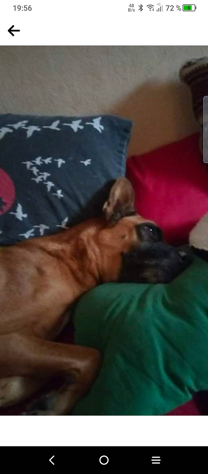 Inox a rejoint le concours — aidez-le/la à gagner de superbes lots ! canidae, carnivore, comfort, companion_dog, dog, dog_breed, fawn, fur, guard_dog, hardwood, linens, liver, non_sporting_group, pillow, room, snout, working_animal, wrinkle