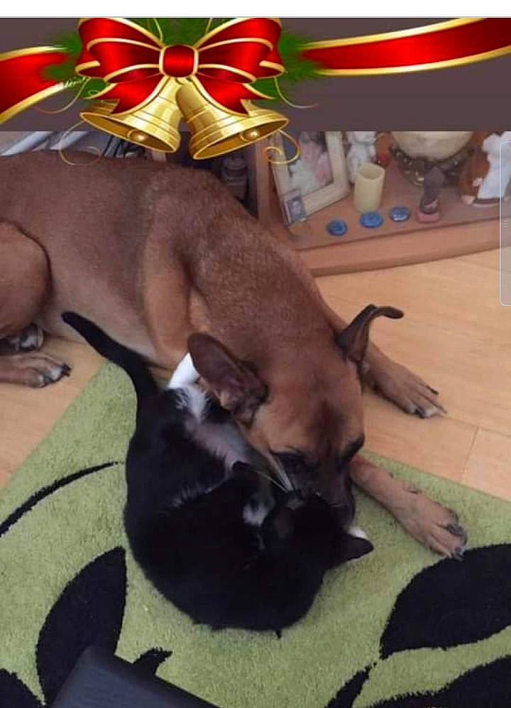 Inox a rejoint le concours — aidez-le/la à gagner de superbes lots ! arthropod, canidae, carnivore, collar, comfort, companion_dog, dog, dog_breed, fashion_accessory, fawn, felidae, fur, hardwood, insect, linens, pet_supply, sporting_group, tail, whiskers, working_animal