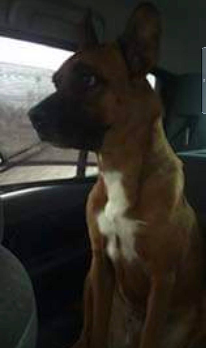 Inox a rejoint le concours — aidez-le/la à gagner de superbes lots ! automotive_exterior, automotive_mirror, automotive_window_part, canidae, car, carnivore, companion_dog, dog, dog_breed, family_car, fawn, fixture, fur, rear_view_mirror, snout, sporting_group, terrestrial_animal, vehicle, windshield, working_animal