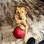 Mia is registered to the contest to win money with this photo: dog, golden_dog, ball, toy, carpet, floor, slippers, indoor, pet, animal, paw, looking_up, brown, beige, home, living_room, relaxed, playful, domestic, cute