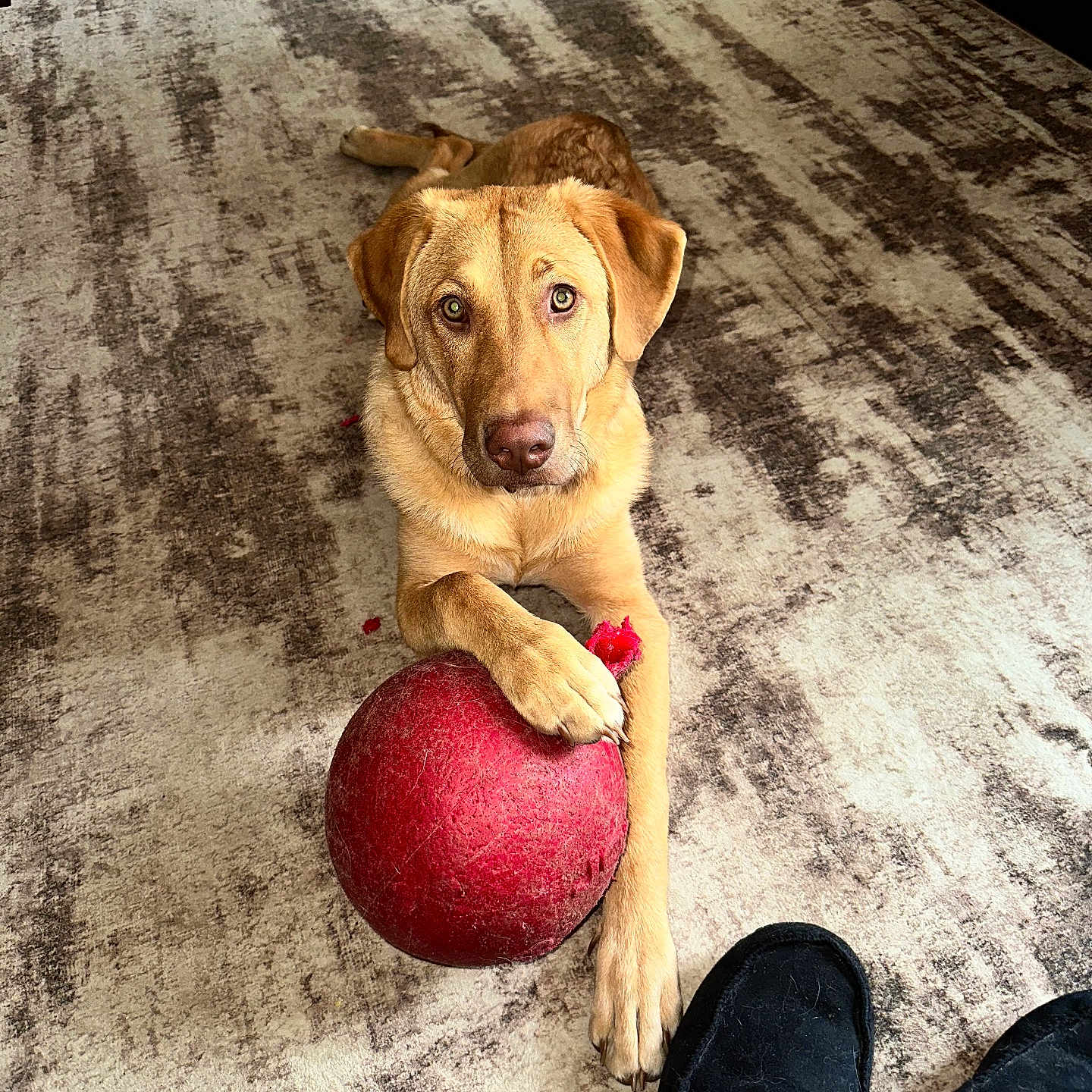 Mia is registered to the contest to win money with this photo: animal, ball, beige, brown, carpet, cute, dog, domestic, floor, golden_dog, home, indoor, living_room, looking_up, paw, pet, playful, relaxed, slippers, toy