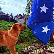 Mia joined the competition — help win amazing prizes! dog, golden_brown, flag, blue, white_stars, grass, outdoor, suburban, curious, pet, animal, daytime, sky, tree, car, fence, side_view, nature, yard, ground