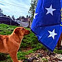 dog, golden_brown, flag, blue, white_stars, grass, outdoor, suburban, curious, pet, animal, daytime, sky, tree, car, fence, side_view, nature, yard, ground