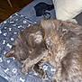 cat, gray_cat, sleeping, paw, blanket, paw_prints, bones_pattern, cozy, couch, furniture, indoor, pet, fur, animal, resting, cute, domestic_cat, relaxing, soft, nap