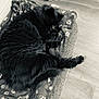 cat, sleeping, black_cat, pet_bed, blanket, paw_print, food_bowl, kibble, floor, wood_floor, cozy, indoor, feline, resting, cute, fluffy, domestic_cat, animal, nap, home