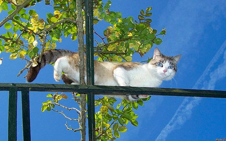 Jacinte participe au concours pour gagner de l'argent avec cette photo : branch, carnivore, cat, cloud, daytime, domestic_short_haired_cat, fawn, felidae, fur, grass, plant, roof, sky, small_to_medium_sized_cats, tail, tree, twig, whiskers, wildlife, wood