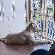 Marley is registered to the contest to win money with this photo: dog, indoor, wooden_floor, door, metal_grid, light, relaxing, pet, animal, calm, side_view, gazing, home, security, quiet, floor, domestic, resting, canine, natural_light