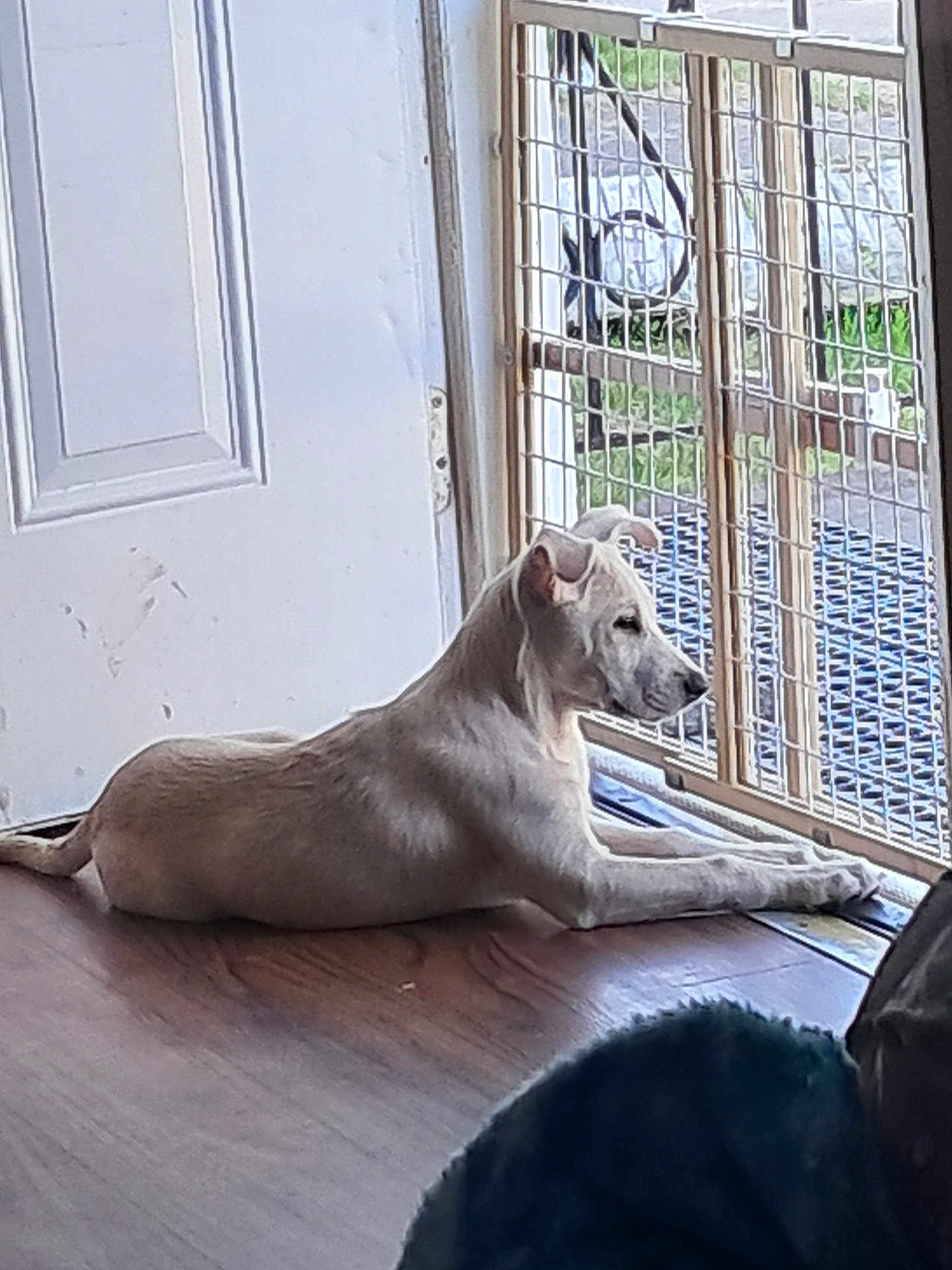 Marley
