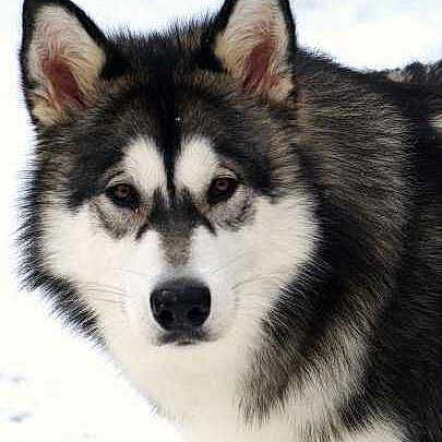 Nanuq joined the competition — help win amazing prizes!