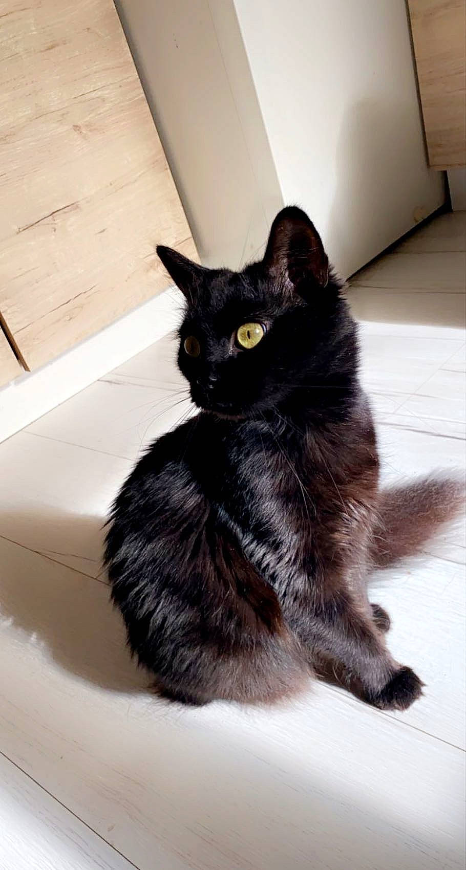 Noira a rejoint le concours — aidez-le/la à gagner de superbes lots ! black_cat, bombay, carnivore, cat, claw, comfort, domestic_short_haired_cat, eye, felidae, flooring, fur, grey, monochrome_photography, paw, sitting, small_to_medium_sized_cats, snout, tail, terrestrial_animal, whiskers