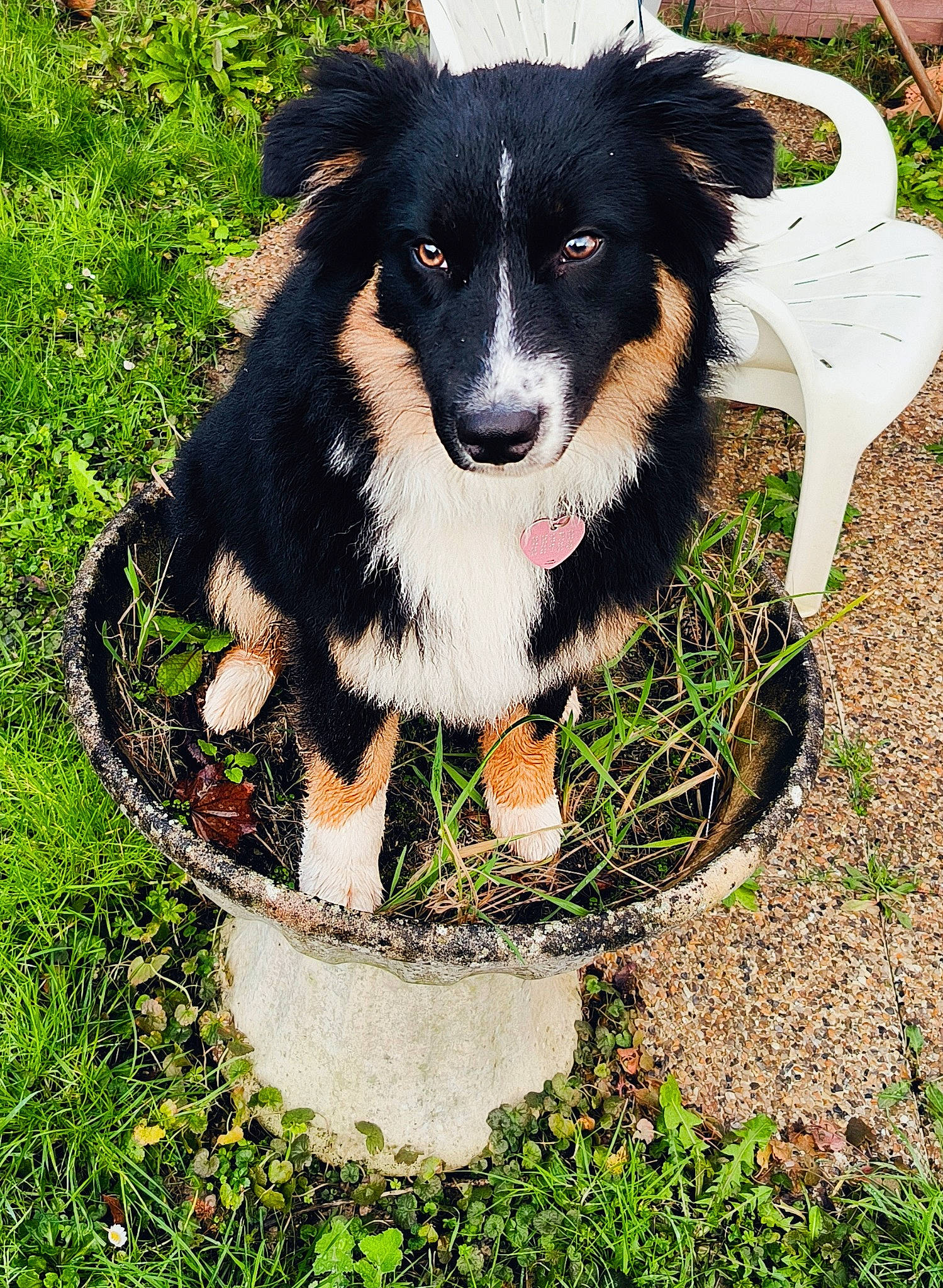 Ubysse a rejoint le concours — aidez-le/la à gagner de superbes lots ! border_collie, canidae, carnivore, companion_dog, dog, dog_breed, dog_supply, fur, grass, herding_dog, people_in_nature, pet_supply, plant, snout, sporting_group, tail, toy_dog, whiskers, working_animal, working_dog