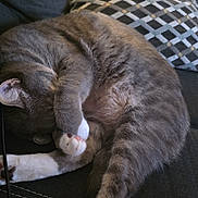Mufu is registered to the contest to win money with this photo: cat, gray_cat, white_paws, sleeping, curled_up, couch, pillow, indoor, pet, feline, cozy, resting, paw, fur, whiskers, relaxed, domestic_animal, home, comfort, cute