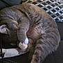 cat, gray_cat, white_paws, sleeping, curled_up, couch, pillow, indoor, pet, feline, cozy, resting, paw, fur, whiskers, relaxed, domestic_animal, home, comfort, cute