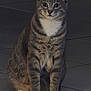 Mufu joined the competition — help win amazing prizes! cat, tabby, gray_cat, white_paws, white_chest, sitting, indoor, floor, tile_floor, pet, animal, whiskers, ears, fur, looking_forward, domestic_cat, cute, feline, alert, quiet
