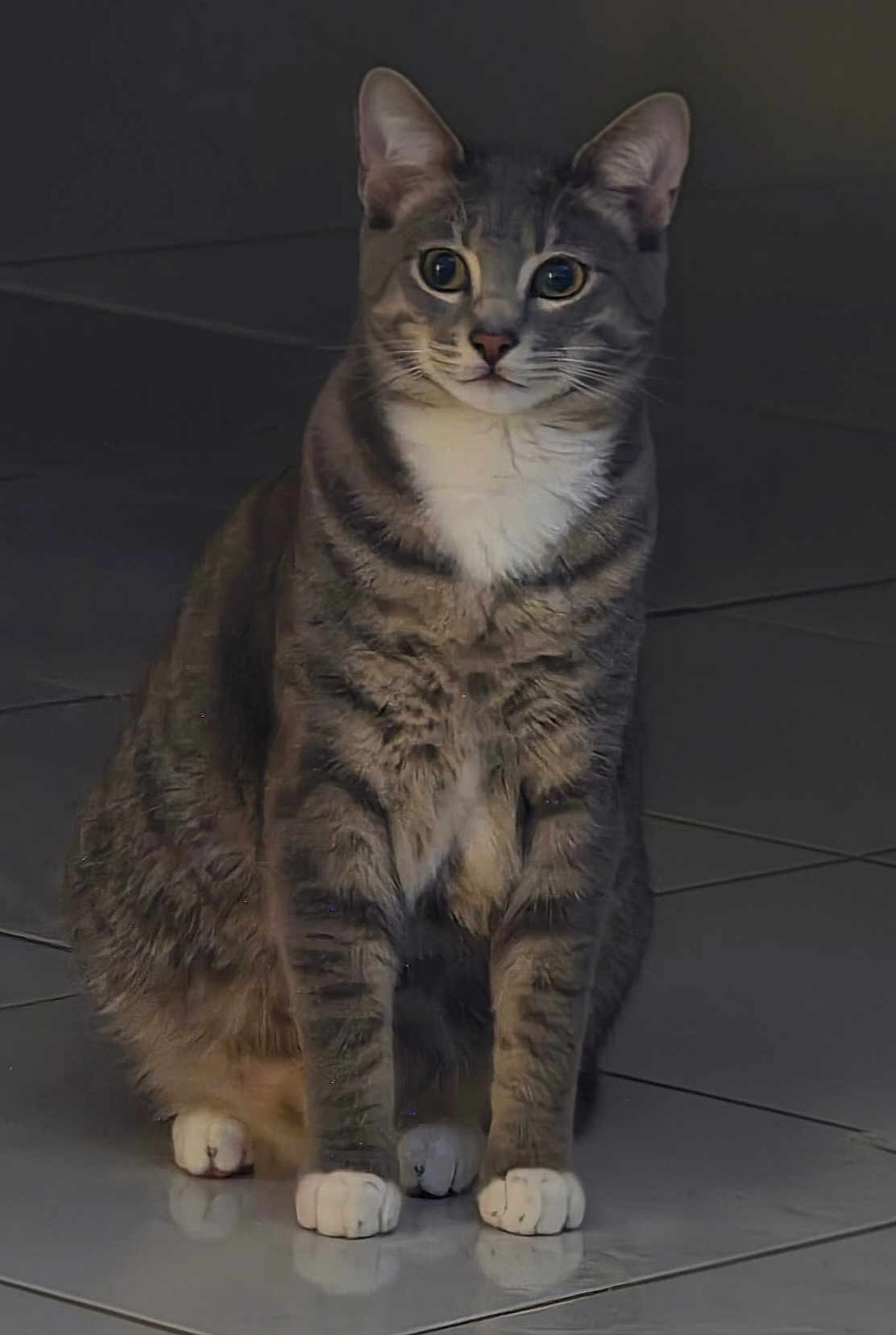 Mufu joined the competition — help win amazing prizes! cat, tabby, gray_cat, white_paws, white_chest, sitting, indoor, floor, tile_floor, pet, animal, whiskers, ears, fur, looking_forward, domestic_cat, cute, feline, alert, quiet