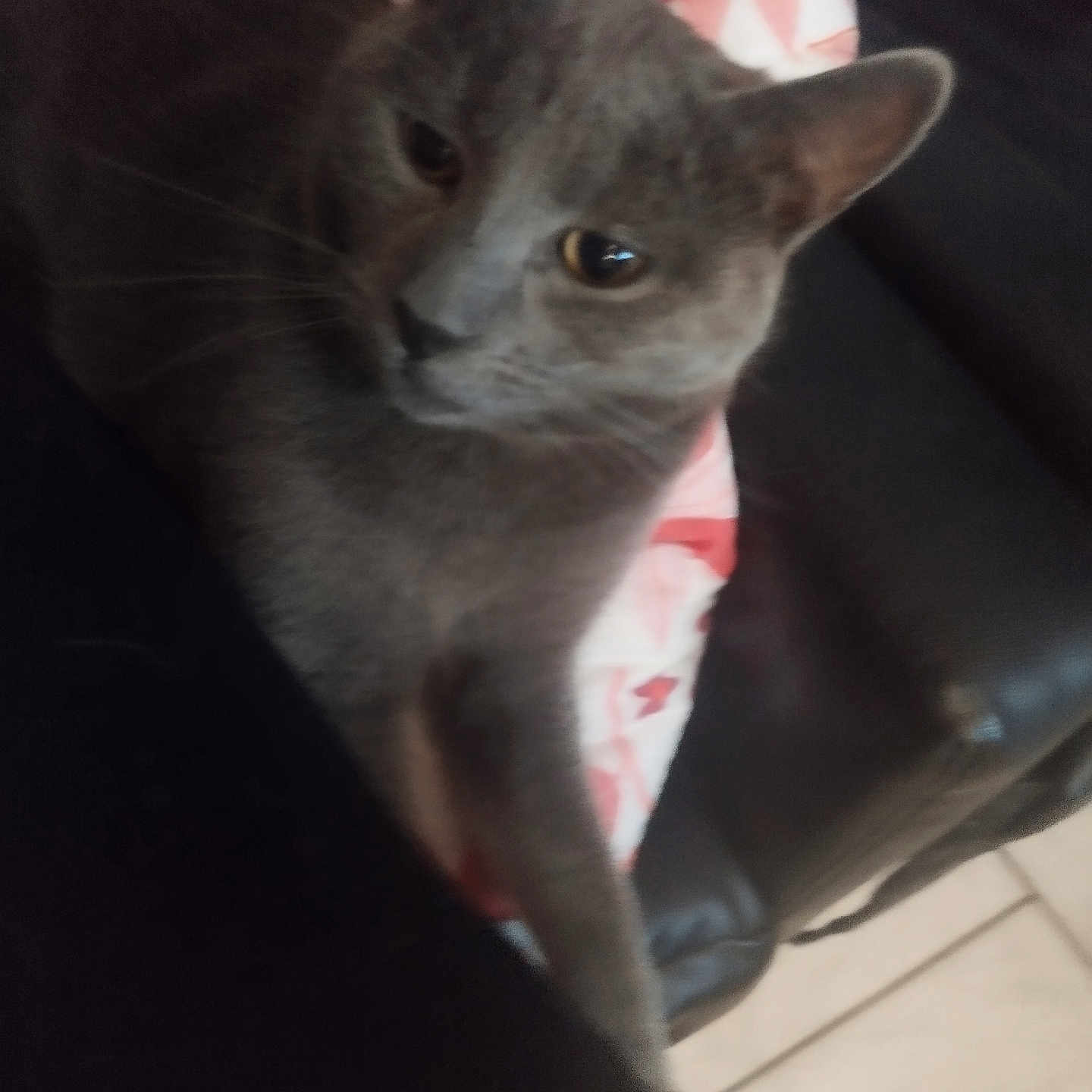 Yoko a rejoint le concours — aidez-le/la à gagner de superbes lots ! abyssinian, animal, blackcat, blanket, cat, chair, couch, egyptiancat, furniture, homedecor, kitten, manx, pet, siamese, slate