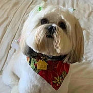 Maya is registered to the contest to win money with this photo: dog, white_dog, bandana, pet, cute, fluffy, groomed, indoor, bed, fur, collar, accessory, small_dog, adorable, animal, portrait, looking_up, holiday, decorative, bow