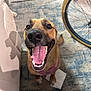 Daisy Mae is registered to the contest to win money with this photo: animal, bicycle_wheel, canine, carpet, cheerful, closeup, couch, dog, domestic, floor, fur, happy, harness, indoor, paw, pet, playful, smiling, tail, tongue_out