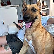 Daisy Mae is registered to the contest to win money with this photo: canine, couch, dog, domestic, furniture, happy, indoor, living_room, person, pet, phone, picture_frame, relaxed, shelf, shorts, sitting, smiling, tattoo, tongue_out, white_shirt