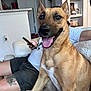 canine, couch, dog, domestic, furniture, happy, indoor, living_room, person, pet, phone, picture_frame, relaxed, shelf, shorts, sitting, smiling, tattoo, tongue_out, white_shirt
