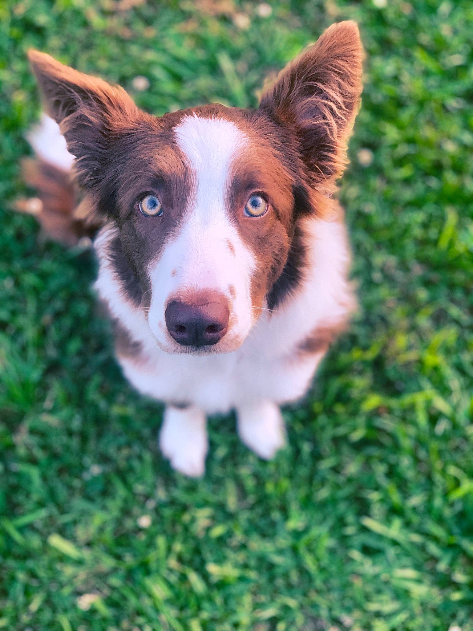 Gracie Mae is registered to the contest to win money with this photo: australian_collie, australian_shepherd, border_collie, canidae, cardigan_welsh_corgi, carnivore, companion_dog, dog, dog_breed, grass, herding_dog, mammal, scotch_collie, snout, vertebrate, welsh_sheepdog, working_dog