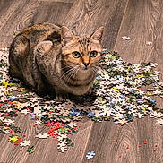 Rubis participe au concours pour gagner de l'argent avec cette photo : animal, brown, cat, close_up, curious, ears, eyes, feline, floor, grey, indoor, mess, pet, playful, puzzle_pieces, scattered, sitting, tabby_cat, whiskers, wooden_floor