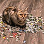 Rubis a rejoint le concours — aidez-le/la à gagner de superbes lots ! animal, brown, cat, close_up, curious, ears, eyes, feline, floor, grey, indoor, mess, pet, playful, puzzle_pieces, scattered, sitting, tabby_cat, whiskers, wooden_floor