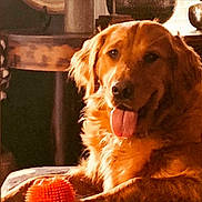 Shiloh joined the competition — help win amazing prizes! dog, golden_retriever, pet, animal, tongue_out, indoor, toy, orange_ball, fur, canine, looking_at_camera, happy, comfort, closeup, portrait, domestic_animal, mammal, playing, household, relaxed