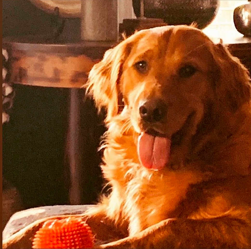Shiloh joined the competition — help win amazing prizes! dog, golden_retriever, pet, animal, tongue_out, indoor, toy, orange_ball, fur, canine, looking_at_camera, happy, comfort, closeup, portrait, domestic_animal, mammal, playing, household, relaxed