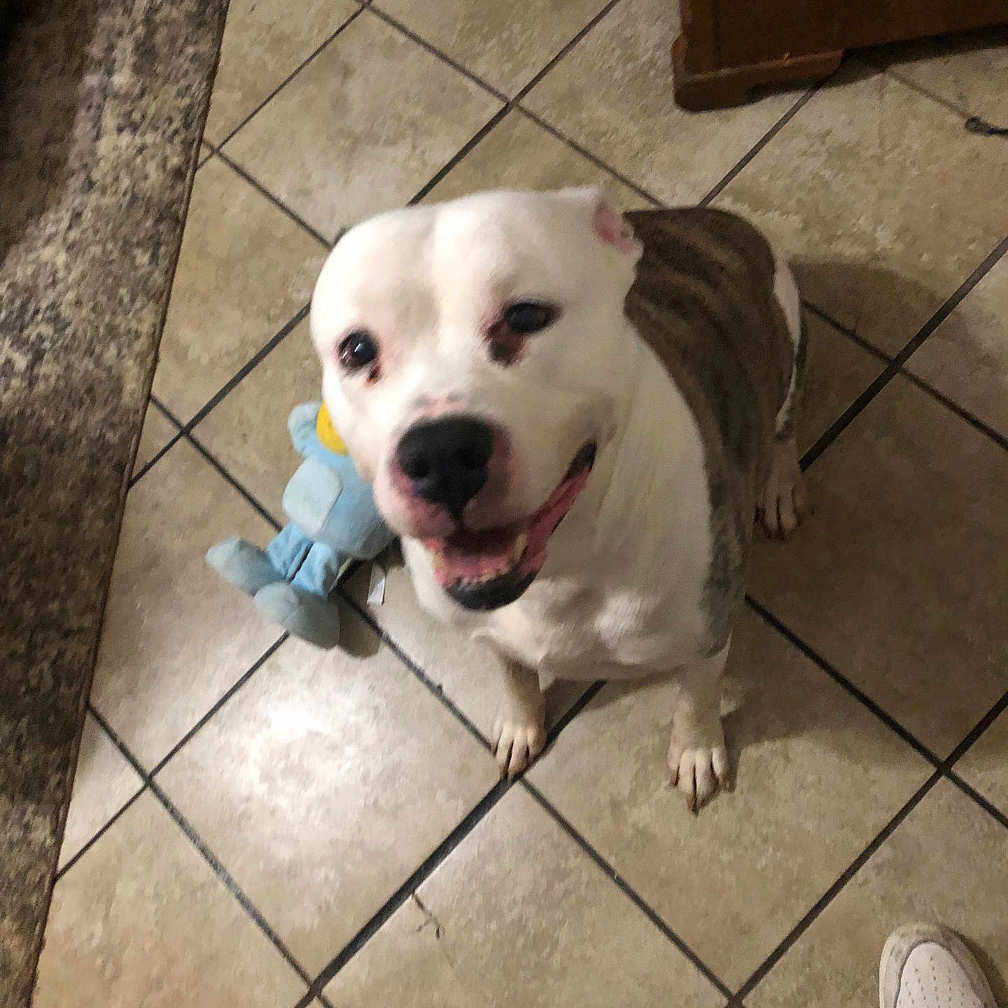 Bryson joined the competition — help win amazing prizes! animal, boy, bulldog, canine, child, clothing, dog, flagstone, footwear, male, path, person, pet, puppy, runningshoe, shoe, slate, sneaker, tile, walkway