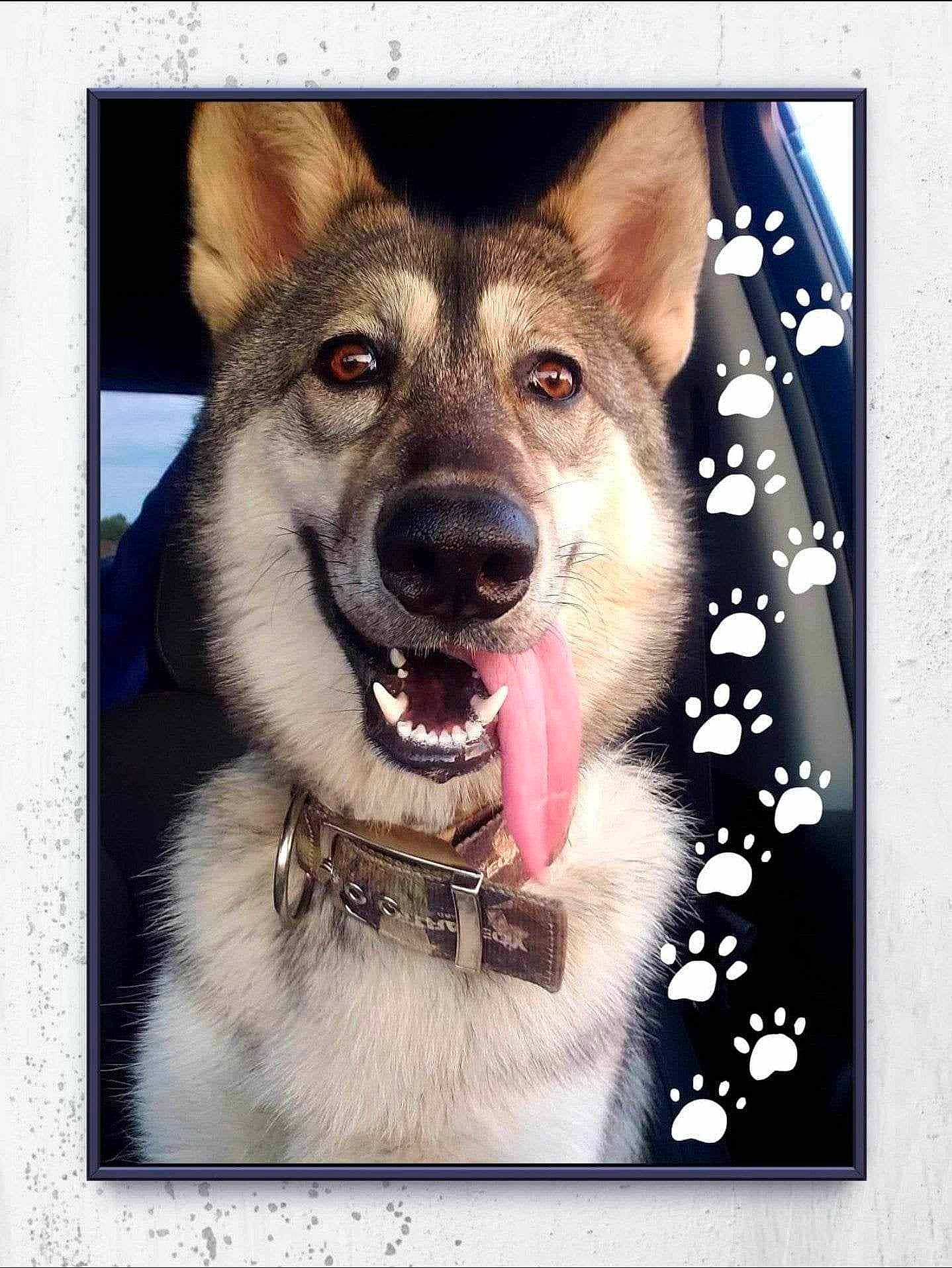 Luna joined the competition — help win amazing prizes! art, carnivore, collar, companion_dog, dog, dog_breed, dog_collar, fang, font, fur, happy, illustration, pet_supply, photo_caption, picture_frame, rectangle, smile, snout, square, whiskers