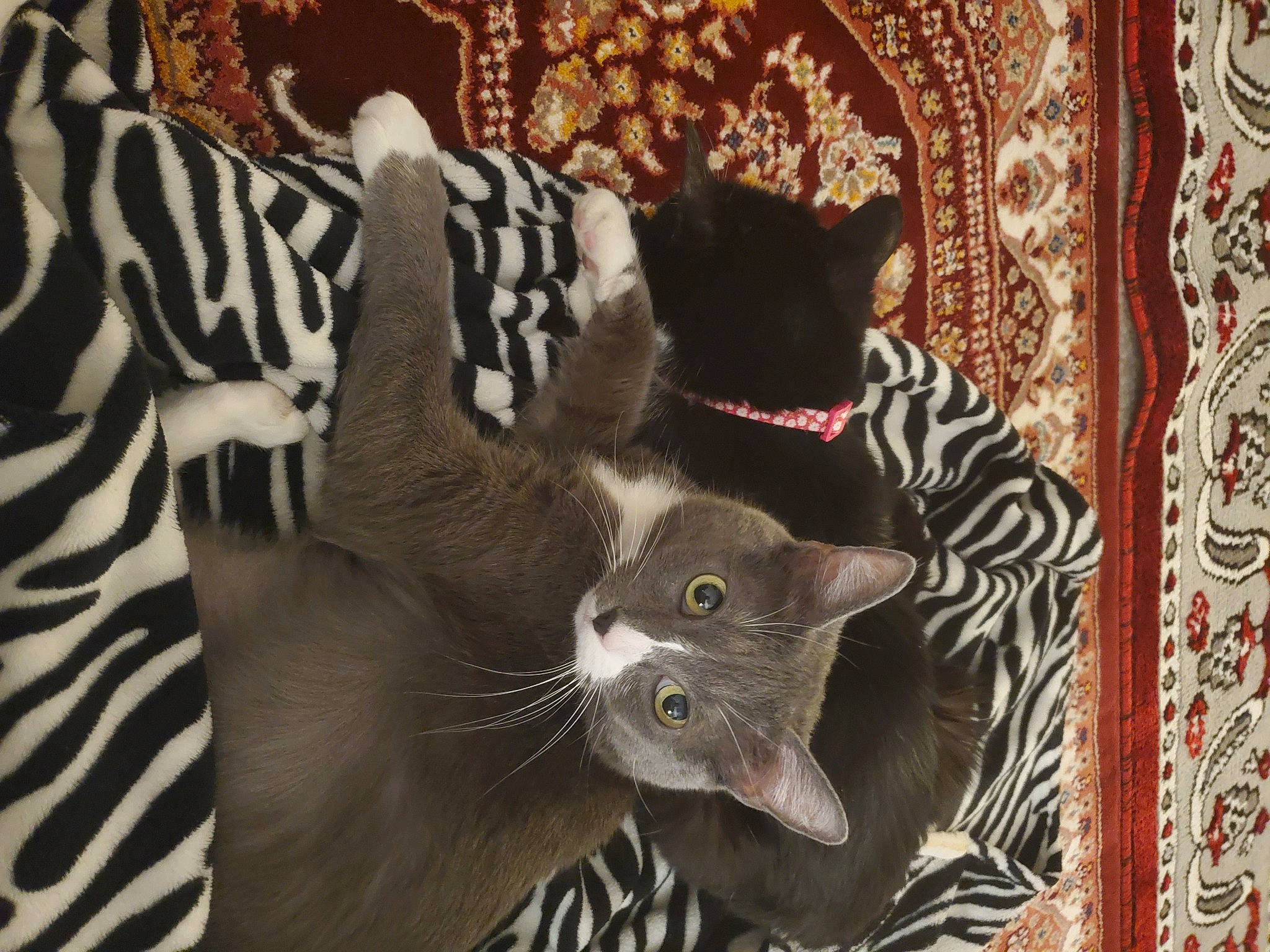 Gracie is registered to the contest to win money with this photo: asian, carnivore, cat, domestic_short_haired_cat, felidae, kitten, mammal, small_to_medium_sized_cats, vertebrate, whiskers