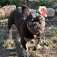 Shelly is registered to the contest to win money with this photo: dog, french_bulldog, outdoor, sunlight, ears, curious, pet, animal, nature, dirt, greenery, rocks, small_dog, standing, alert, brown_eyes, close_up, canine, portrait, daylight