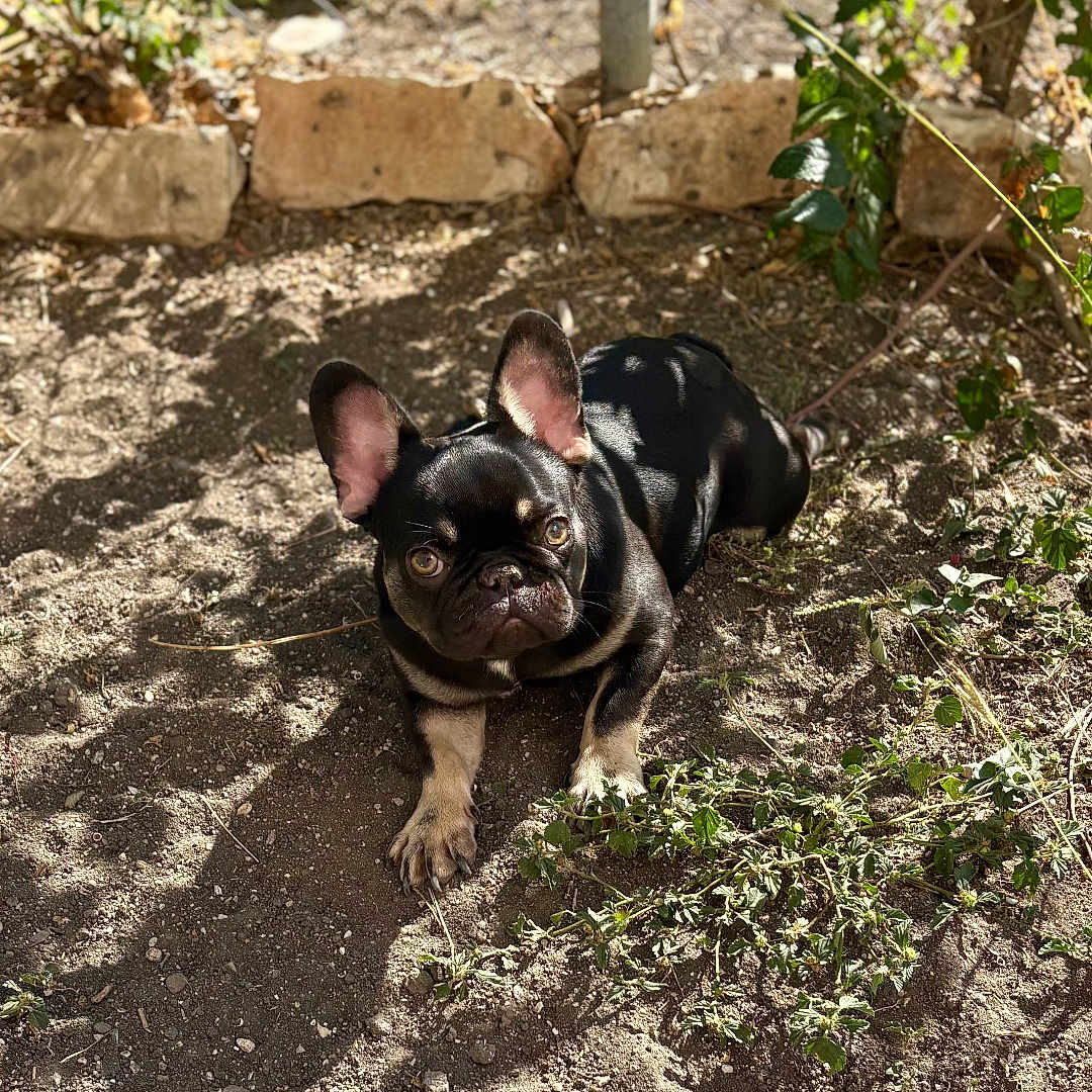 Shelly joined the competition — help win amazing prizes! dog, french_bulldog, puppy, outdoor, dirt, plants, sunlight, shadow, stone, fence, curious, animal, pet, nature, ears, face, ground, small_dog, resting, daylight