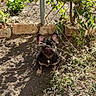 Shelly joined the competition — help win amazing prizes! dog, french_bulldog, puppy, outdoor, sunlight, shadow, dirt, fence, greenery, plants, curious, pet, animal, ears, small_dog, garden, nature, sitting, alert, daytime