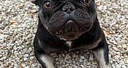 Shelly is registered to the contest to win money with this photo: dog, french_bulldog, puppy, black_dog, pet, animal, ears, eyes, face, lying, pebbles, ground, outdoor, nature, leaves, cute, portrait, closeup, expression, adorable