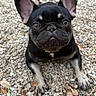 dog, french_bulldog, puppy, black_dog, pet, animal, ears, eyes, face, lying, pebbles, ground, outdoor, nature, leaves, cute, portrait, closeup, expression, adorable