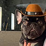 Shelly joined the competition — help win amazing prizes! dog, french_bulldog, cowboy_hat, pet, animal, indoor, person_holding_dog, black_and_tan, curious_look, wide_eyes, mirror, hand, furniture, living_room, casual, portrait, cute, small_dog, hat, domestic_animal
