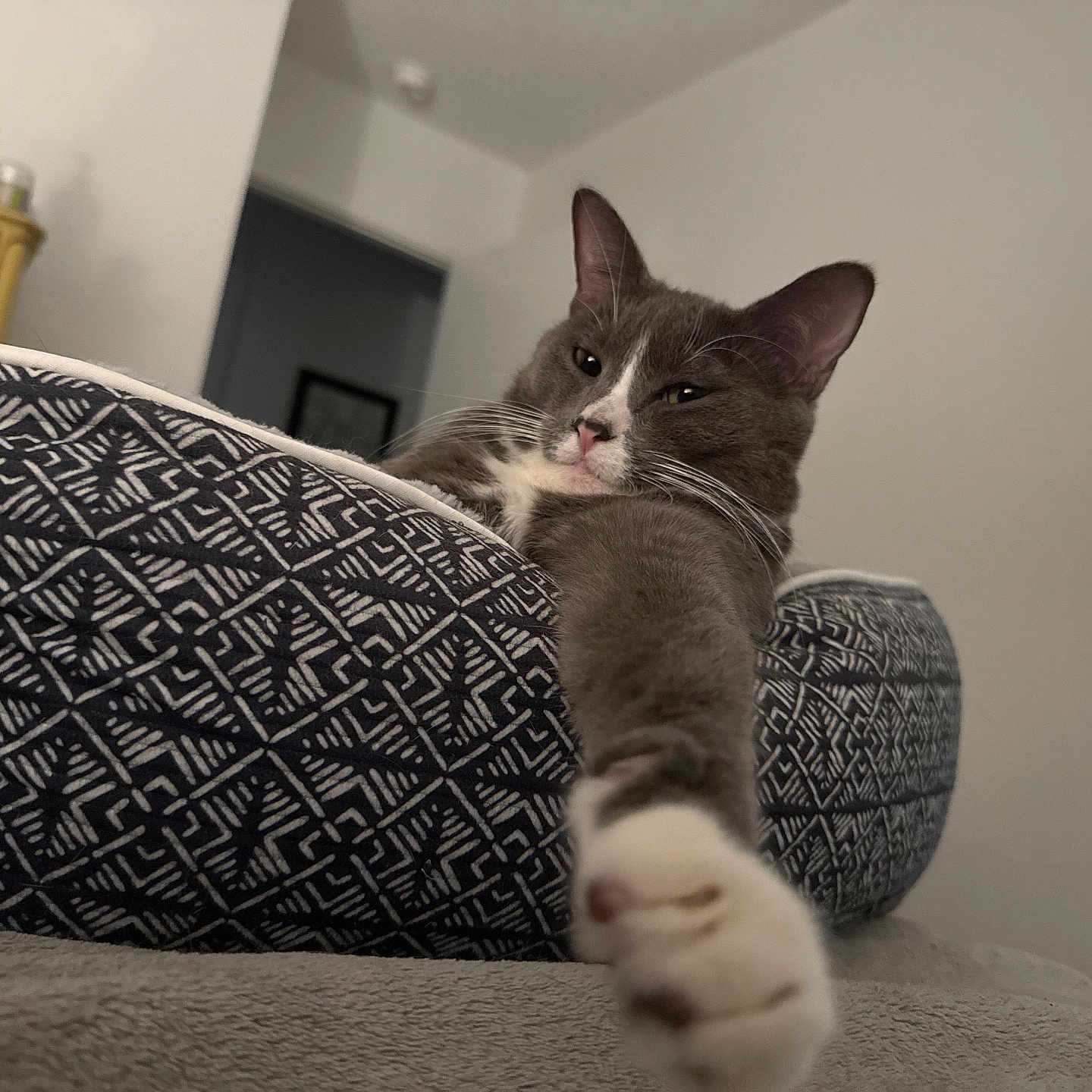 Quence joined the competition — help win amazing prizes! animal, bed, blank_wall, cat, ears, feline, fur, gray_cat, home, indoor, patterned_bed, paw, pet, relaxed, sleepy, soft_light, stretching, whiskers, white_paw, window_blinds