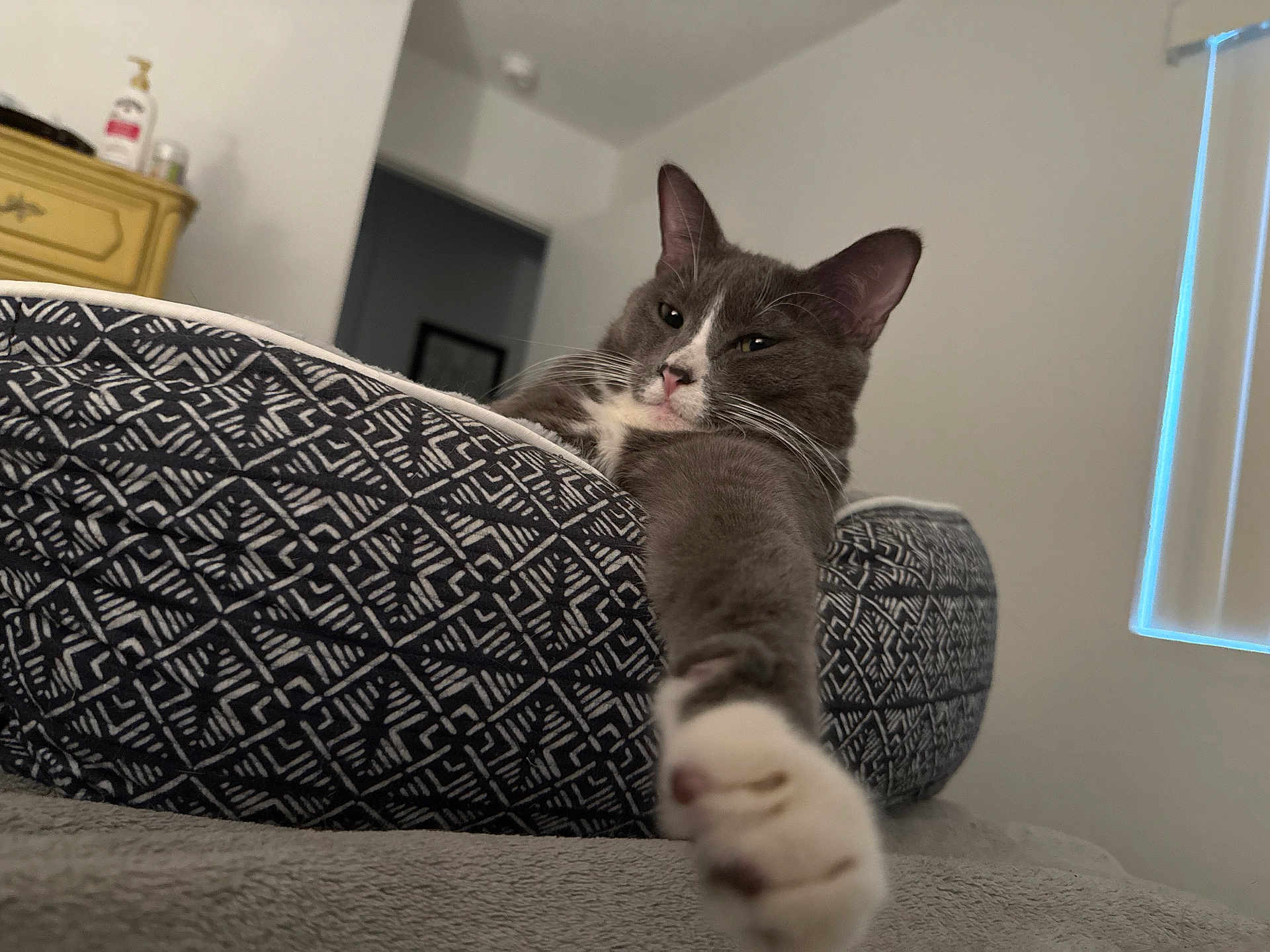 Quence joined the competition — help win amazing prizes! animal, bed, blank_wall, cat, ears, feline, fur, gray_cat, home, indoor, patterned_bed, paw, pet, relaxed, sleepy, soft_light, stretching, whiskers, white_paw, window_blinds