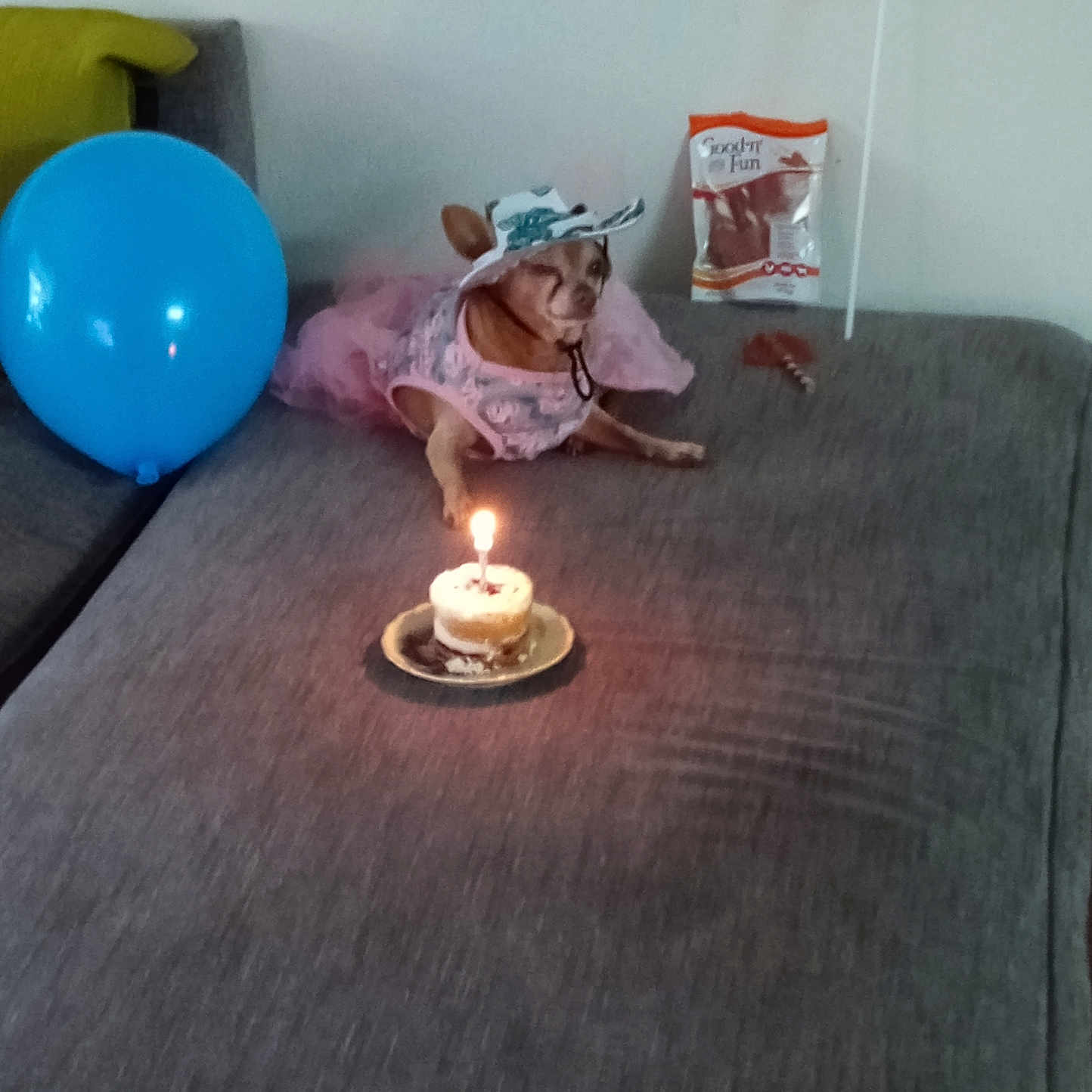 Honey is registered to the contest to win money with this photo: animal, balloon, birthday_cake, candle, canine, celebration, costume, couch, dog, dog_treats, festive, food, gray_fabric, hat, indoor, party, pet, pink_clothing, plate, small_dog
