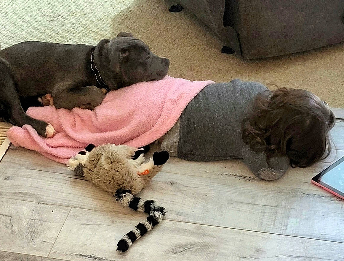 Severide is registered to the contest to win money with this photo: canidae, carnivore, collar, comfort, companion_dog, dog, dog_breed, dog_collar, dog_supply, fawn, flooring, fur, liver, pattern, paw, pet_supply, snout, sporting_group, wood, working_animal