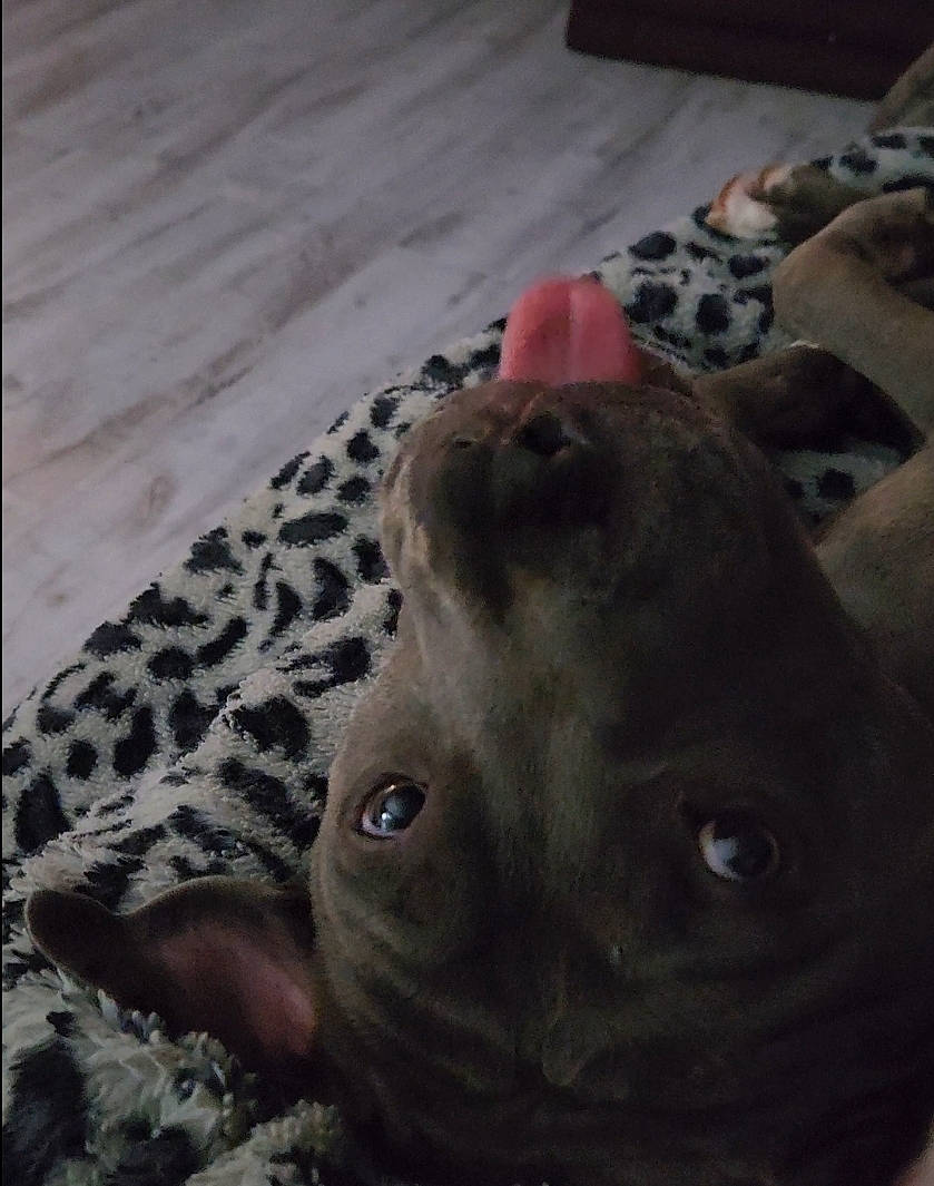 Severide is registered to the contest to win money with this photo: carnivore, comfort, companion_dog, dog, dog_breed, felidae, flooring, fur, grey, guard_dog, linens, remote_control, sky, small_to_medium_sized_cats, tail, terrestrial_animal, toy, whiskers, wood, working_animal