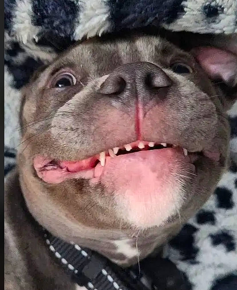 Severide is registered to the contest to win money with this photo: canidae, carnivore, close_up, companion_dog, dog, dog_breed, eye, fawn, fur, head, iris, jaw, nose, snout, sporting_group, terrestrial_animal, vertebrate, whiskers, working_animal, wrinkle