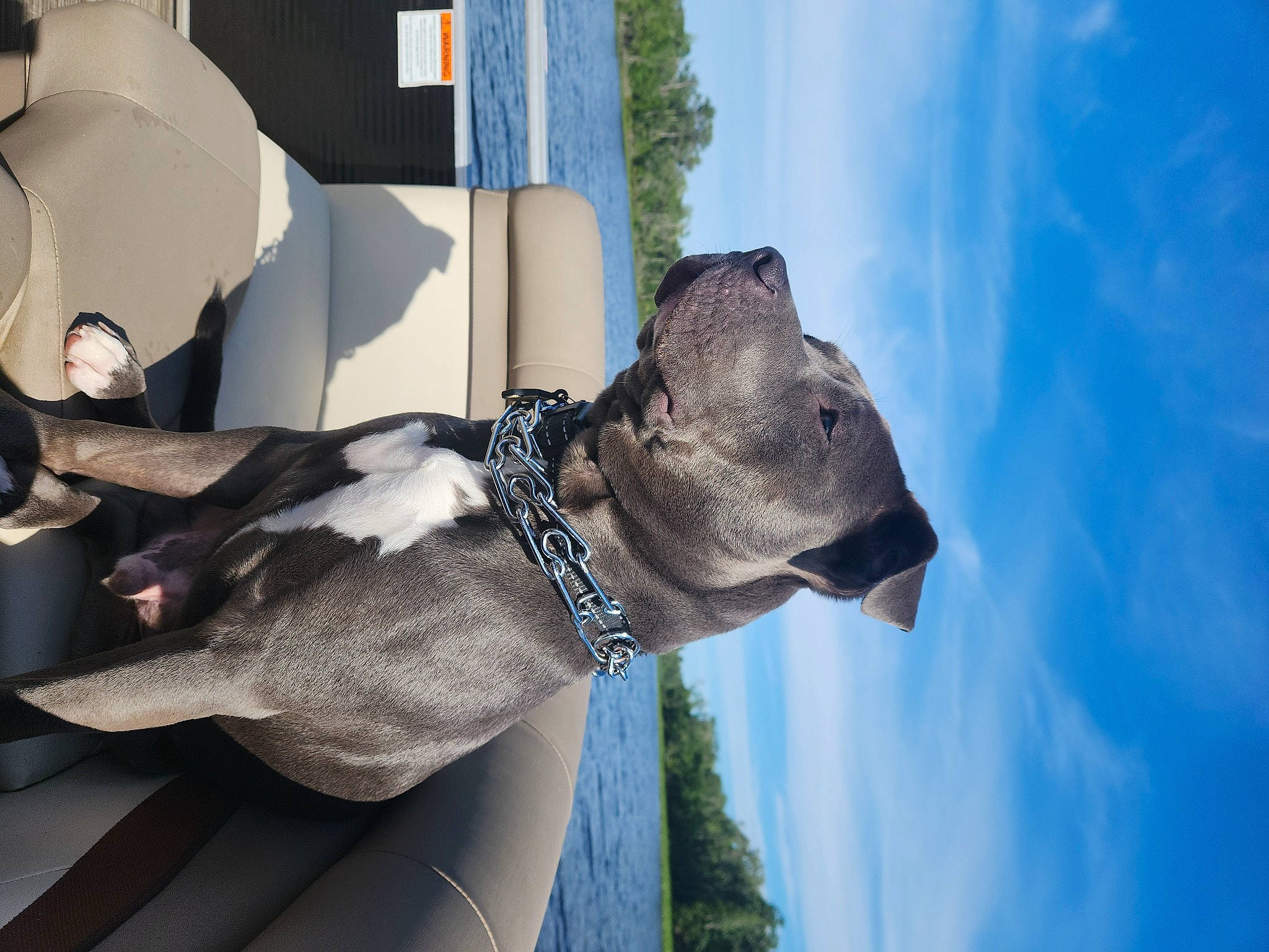 Severide joined the competition — help win amazing prizes! art, carnivore, cloud, collar, companion_dog, dog, dog_breed, dog_collar, eyewear, fawn, plant, sculpture, sky, snout, sporting_group, statue, tail, tree, window, working_animal