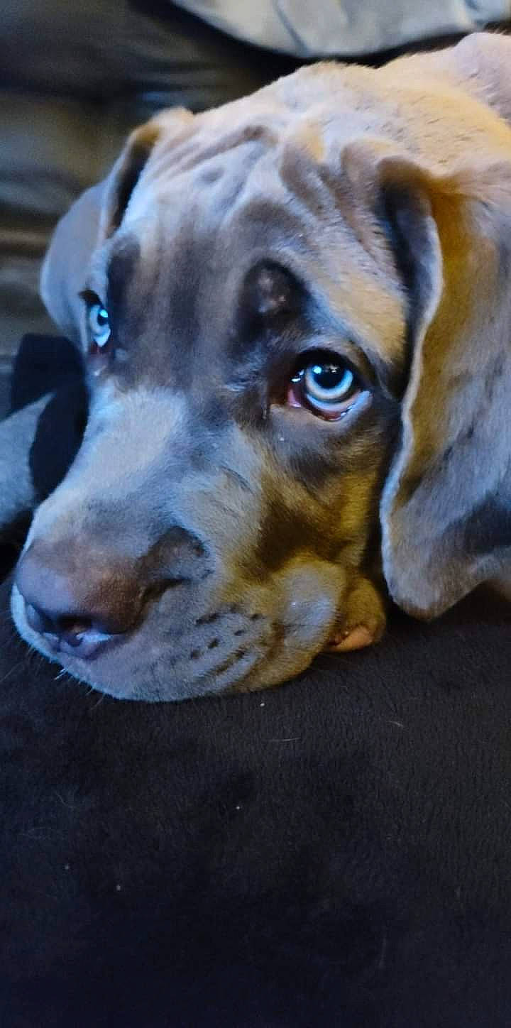 Gypsy joined the competition — help win amazing prizes! ancient_dog_breeds, canidae, carnivore, companion_dog, dog, dog_breed, dog_collar, fawn, fur, guard_dog, hunting_dog, liver, non_sporting_group, sporting_group, terrestrial_animal, whiskers, wildlife, working_animal, working_dog