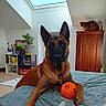 Orion a rejoint le concours — aidez-le/la à gagner de superbes lots ! animal, bed, belgian_malinois, brown, cabinet, cat, cozy, dog, furniture, home, indoor, orange, pet, plant, relaxing, room, skylight, tabby_cat, toy, window